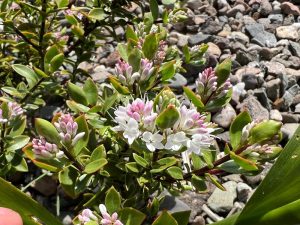 Close-up of a Magnolia 'Vulcan' plant with white and pink flower clusters amid green leaves, set against a background of variously sized gray and brown stones.