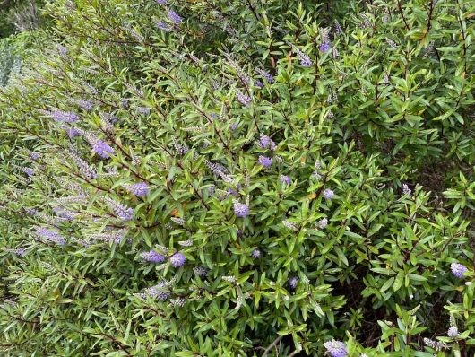 Dense green foliage with numerous small purple flowers scattered throughout, reminiscent of a Magnolia 'Vulcan' plant in full bloom.