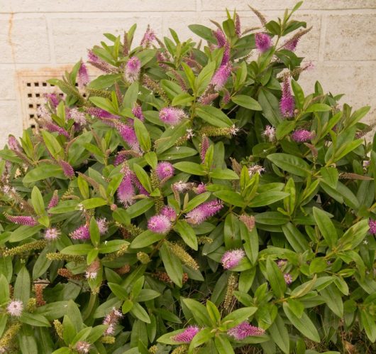 A Magnolia 'Vulcan' with dense green leaves and numerous purple spiky flowers stands against a brick wall background.