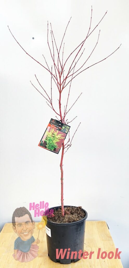 Acer 'Senkaki/Coral Bark' Japanese Maple Seedling 8