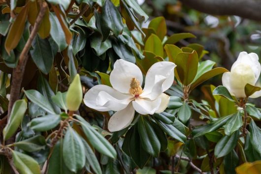 A close-up of a white magnolia flower in bloom surrounded by green leaves and Magnolia 'Vulcan'-like precision in its intricate petals.
