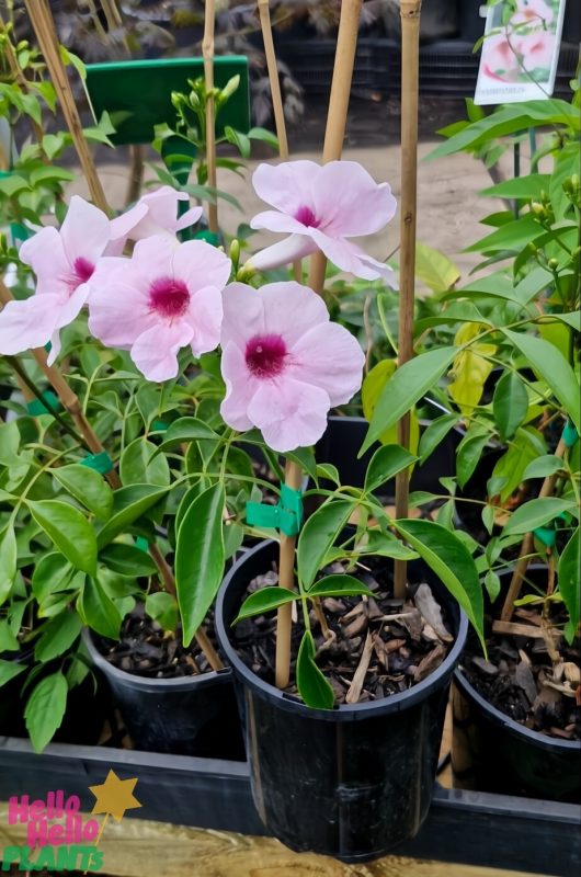 At the garden center, the Pandorea 'Bower of Beauty' 6" pot captivates with pink flowers featuring dark centers, all supported by bamboo stakes.