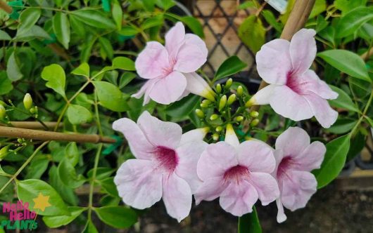 The Pandorea 'Bower of Beauty' in a 6" pot showcases pink trumpet-shaped flowers amid lush green leaves, thriving beautifully in a garden setting.