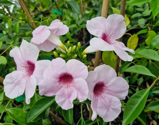 Close-up of Pandorea 'Bower of Beauty' flowers with dark pink centers, perched in a 6" pot, surrounded by lush green leaves. Often mistaken for Mandevilla, these blossoms offer vibrant elegance in any setting.