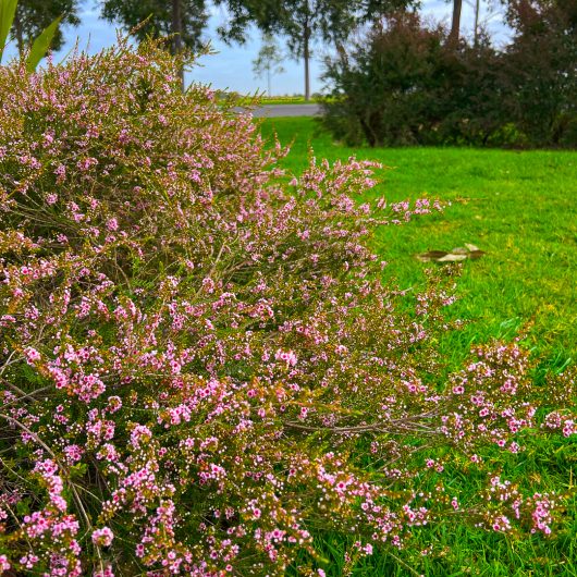 A Thryptomene bush with numerous small pink flowers is situated on a green lawn, with trees and a glimpse of the cloudy sky in the background. The lovely plant, often found as Thryptomene 'FC Payne' 6" Pot at FC Payne's nursery, adds a charming touch to the serene landscape.