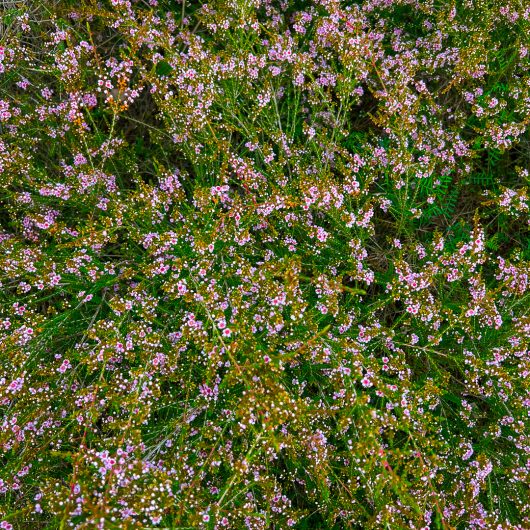 A dense cluster of small pink Thryptomene flowers with green stems and leaves, viewed from above, fills the entire frame. Perfect for a Thryptomene 'FC Payne' 6" Pot.