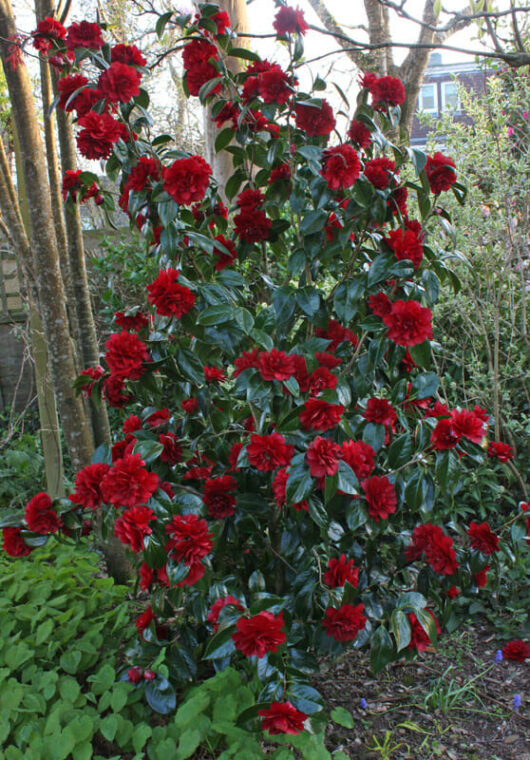 Camellia "Bob Hope"