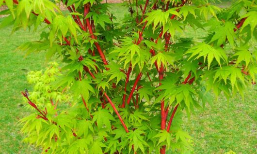 Vibrant green leaves with red stems on an Acer 'Senkaki/Coral Bark' Japanese Maple 8" Pot tree.