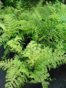 Asplenium 'Hen and Chicken Fern' 6