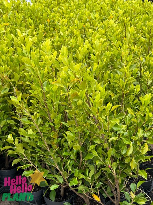 Ficus hillii Flash Hedging 6inch Pots tall plants green hedging screening