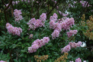 Crepe Myrtle Yuma