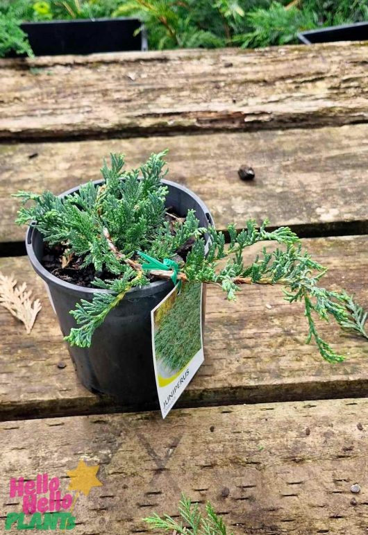 A Juniperus 'Creeping Juniper' in a 6" pot flourishes on a wooden surface, complete with a label attached to the pot.