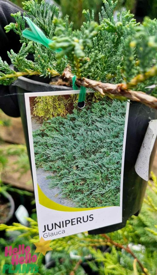 Close-up of a Juniperus 'Creeping Juniper' in a 6" pot, exhibiting lush green foliage. A tag displaying an image of the plant is attached to the pot.