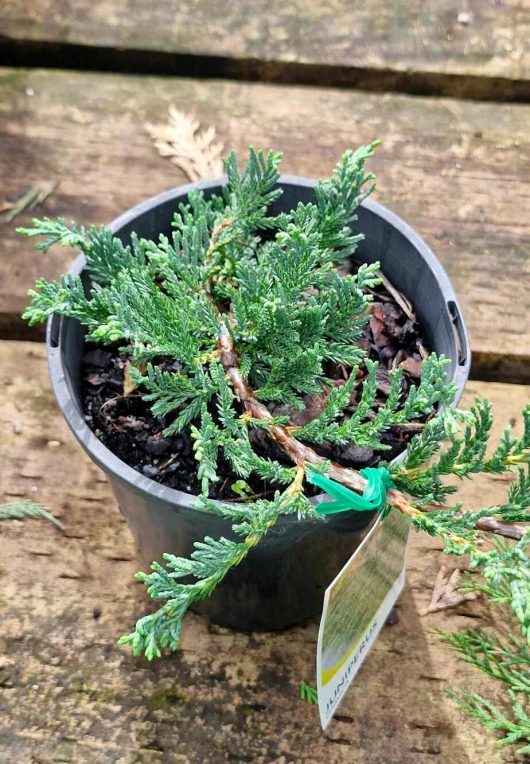 A Juniperus 'Creeping Juniper' plant with vibrant green foliage sits in a 6" pot, placed on a wooden surface. A tag is attached to the pot for identification.