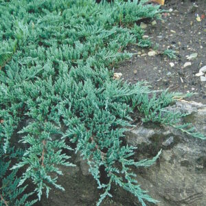 Juniperus "Creeping Juniper"