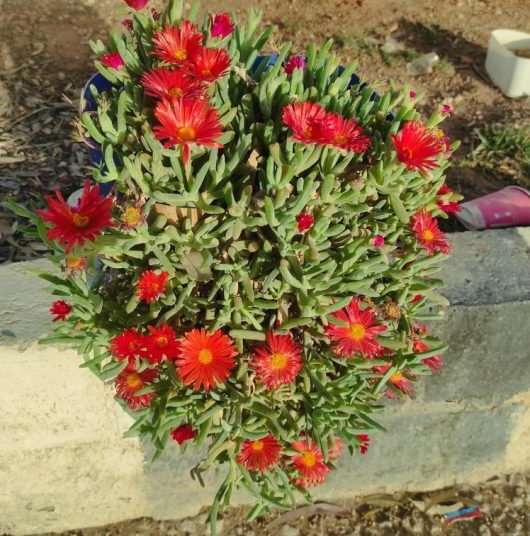 The Mesembryanthemum 'Red' Pig Face in a 6" pot features numerous bright red flowers and grows in a green clump along the edge of a stone border.