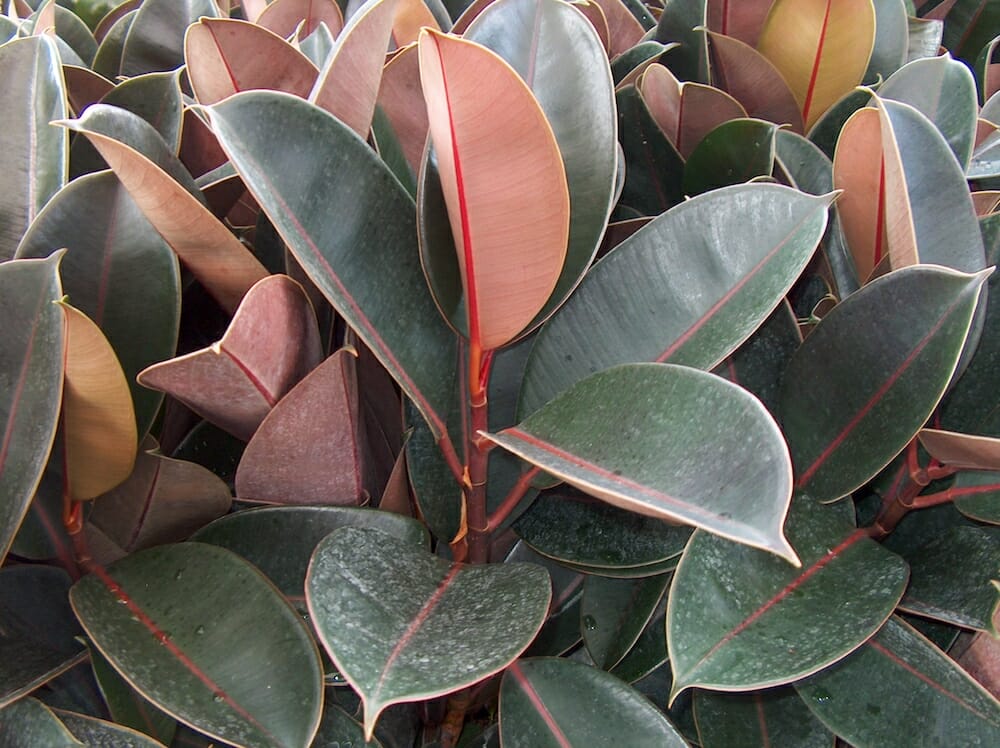 ficus-rubber-fig-burgundy-6-pot-hello-hello-plants-garden-supplies