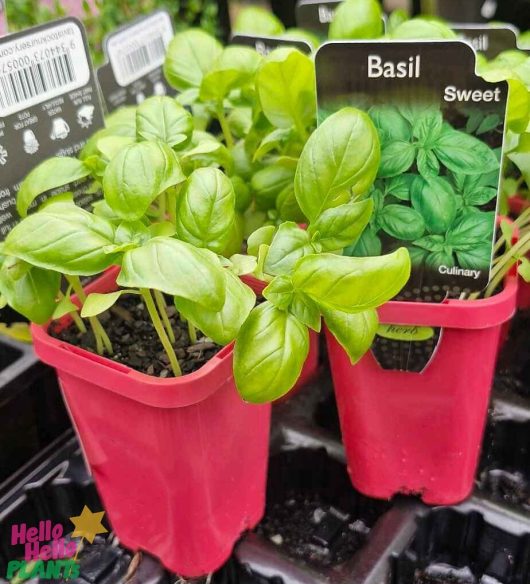 Basil 'Sweet' plants with lush green leaves in 4" red containers, each labeled for culinary use.