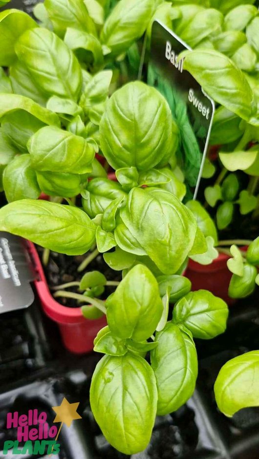 Close-up of thriving fresh Sweet Basil plants in 4" red pots, labeled "Basil 'Sweet'." The "Hello Hello Plants" logo is visible at the lower left, adding charm.