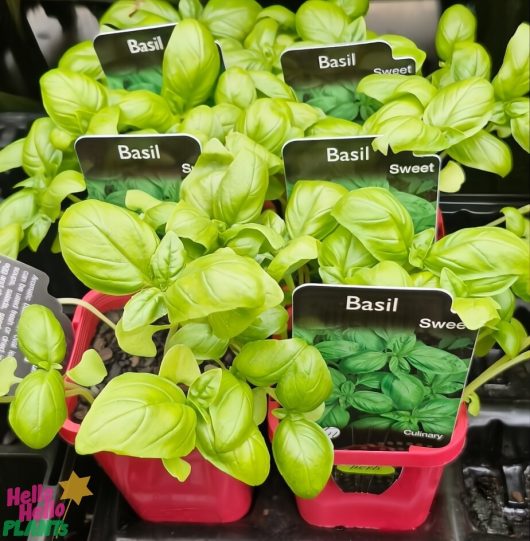 Basil 'Sweet' 4" Pot plants are displayed for sale in vibrant containers with labels.