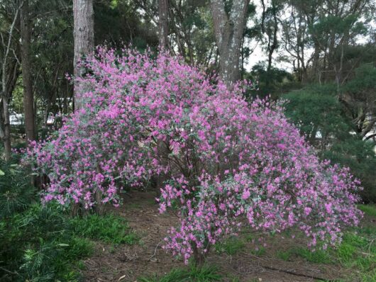 Indigofera 'Australian Indigo' flourishes in its 6" pot, showcasing numerous small pink flowers amidst tall trees and lush green foliage in a forested area.