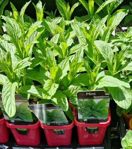 Rows of vibrant green leaves thrive in 3" pots, each labeled with a "Mint 'Spearmint' 3" Pot" tag, capturing the essence of freshness and growth.