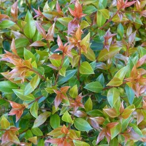 Top 10 Australian Native Hedges - Garden advice, Top 10 Lists - Hello ...