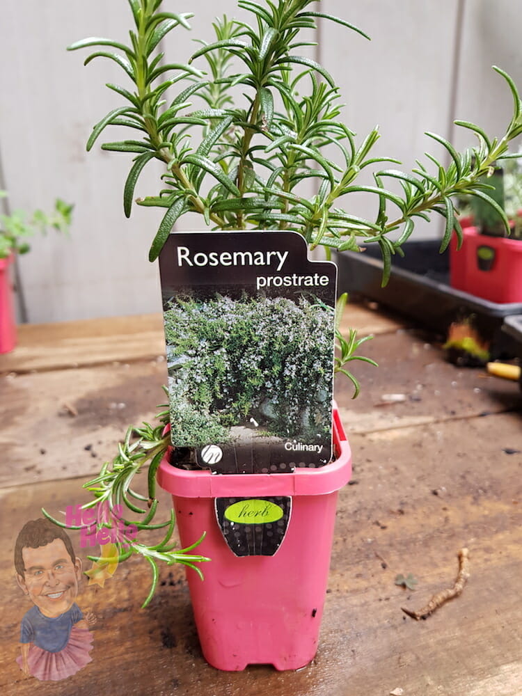 Rosemary 'White' - Hello Hello Plants