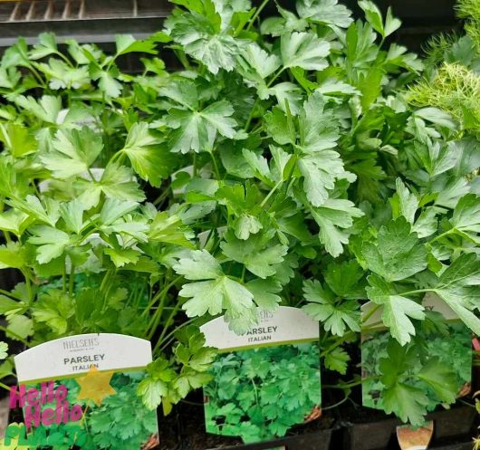 The market is displaying Parsley 'Italian Flat-Leaf' plants in labeled 4" pots.