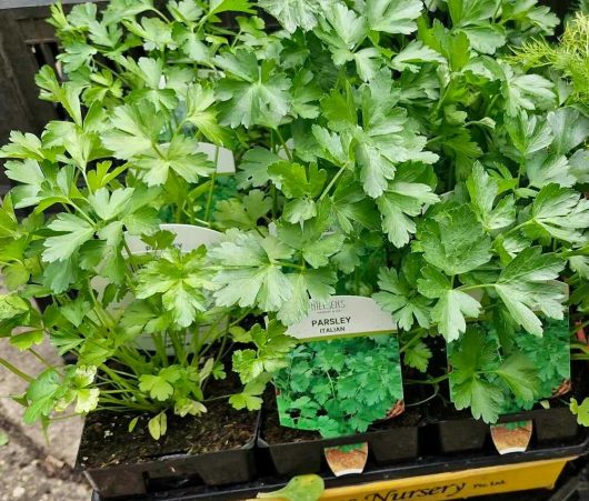 Parsley 'Italian Flat-Leaf' plants with vibrant green leaves are on display in 4" pots.