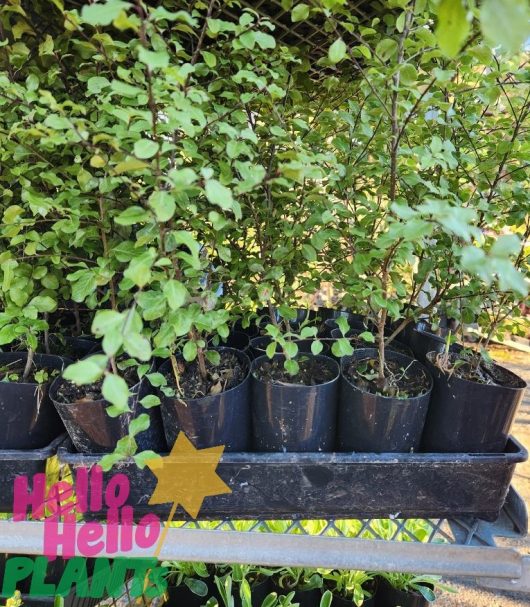 Several small potted plants, including Pittosporum 'Silver Sheen' 3" Pot, are arranged on a shelf with leafy branches extending upward. The 3" pots are placed in black trays. There is a "Hello Hello Plants" sign at the bottom left of the image.