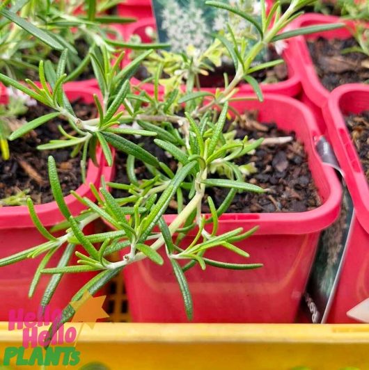 Close-up of aromatic Rosemary 'White' plants placed in elegant white 4" pots that come with a yellow tray, adorned with a "Hello Hello Plants" logo in the corner.