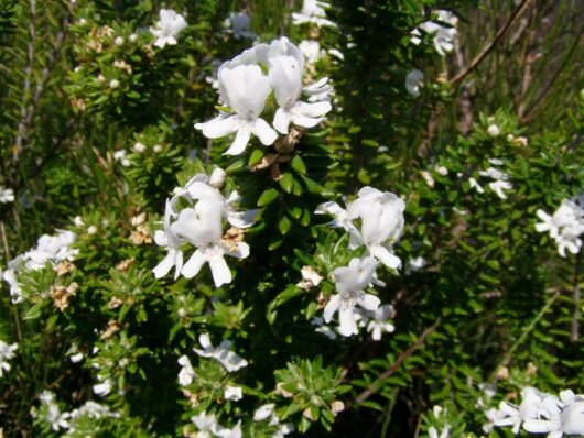 White Flowering Rosemary