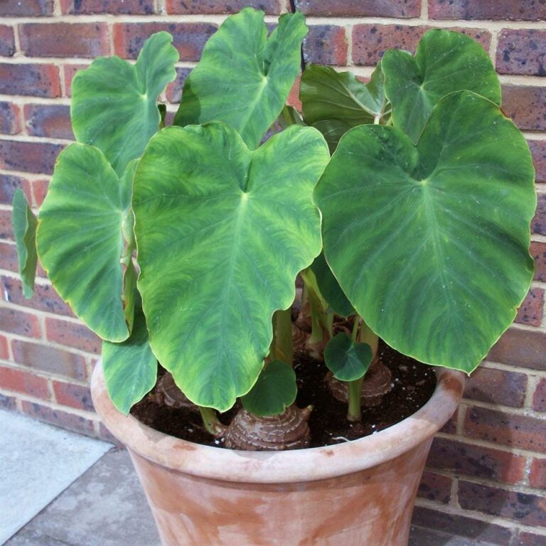 Colocasia 'Elephant's Ears' - Hello Hello Plants