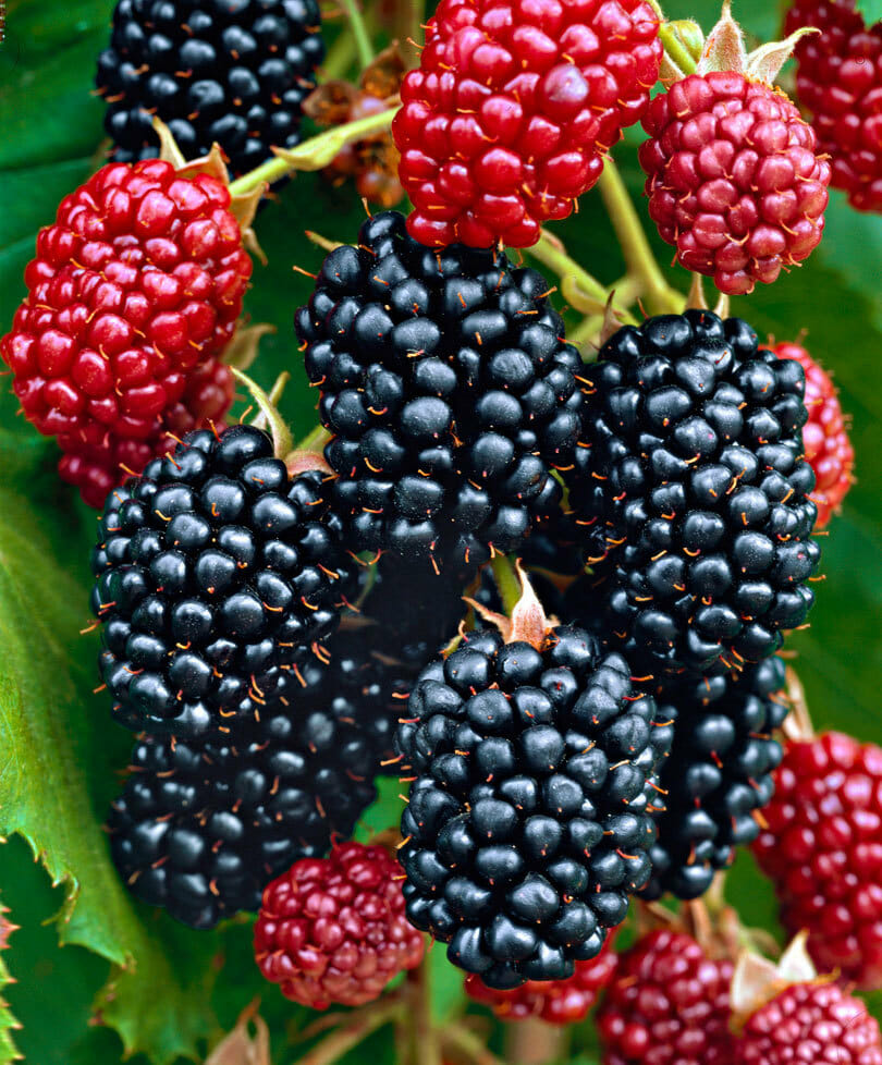 Rubus 'Thornless' Blackberry 8