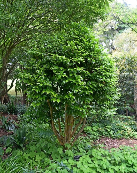 Lush green multi-stemmed Camellia japonica 'Black Tie' 8" Pot shrub surrounded by various plants in a garden setting.
