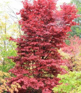 A vibrant red Acer 'Leopoldii Maple' Variegated Sycamore 12" Pot with dense foliage stands surrounded by greenery and other vegetation.
