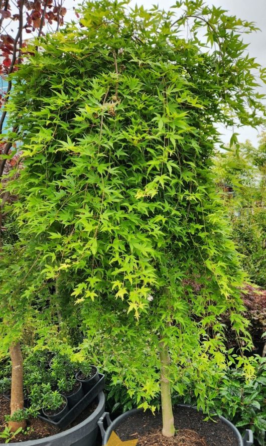 A lush green Acer 'Leopoldii Maple' Variegated Sycamore 12" Pot with cascading branches and star-shaped leaves in a large potted container, surrounded by other plants.
