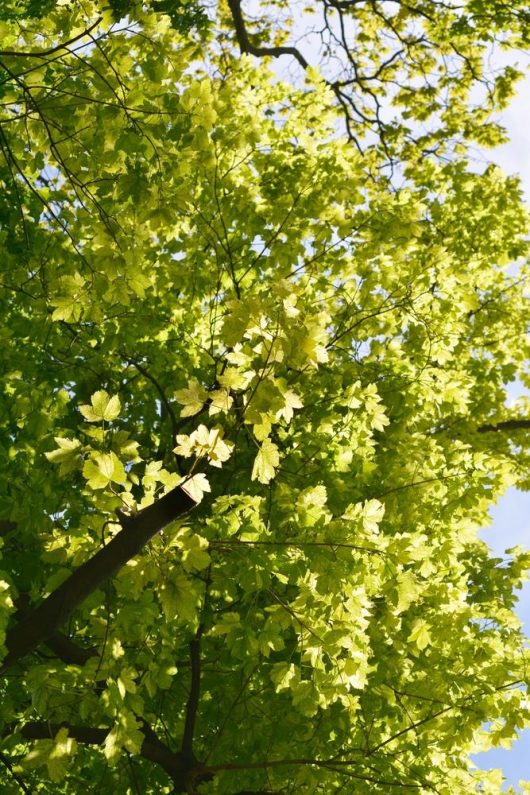 Green leaves of an Acer 'Leopoldii Maple' Variegated Sycamore 12" Pot illuminated by sunlight, with branches extending upward against a background of blue sky.