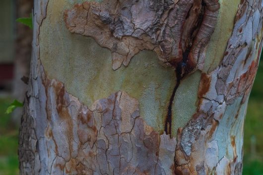 Close-up of a tree trunk with peeling bark and a dark seam from which sap appears to be oozing. The bark shows a mix of beige, brown, and green hues, typical of an Acer 'Leopoldii Maple' Variegated Sycamore 12" Pot.