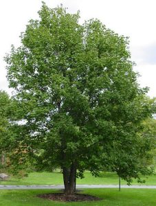 An Acer 'Leopoldii Maple' Variegated Sycamore 12" Pot stands in a grassy area, its green leaves gently swaying with the breeze, while a path winds in the background.