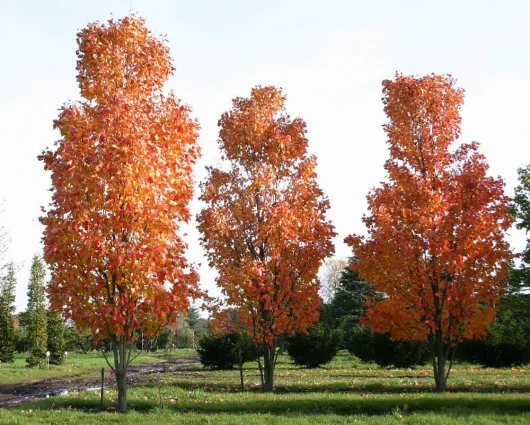 Three tall trees with vibrant orange and red autumn foliage, including a striking Acer 'Leopoldii Maple' Variegated Sycamore 12" Pot, standing gracefully in a grassy field.