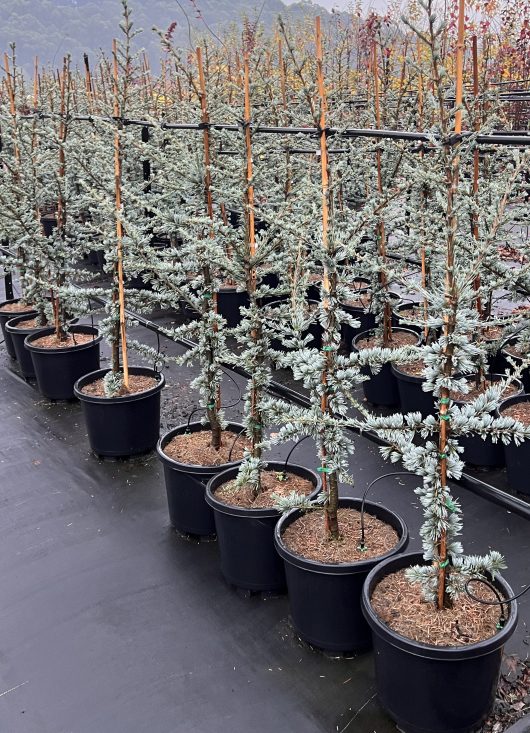 Rows of young Cedrus 'Blue Atlas Cedar' 13" Pot trees in 13" black pots are arranged on a nursery ground with wet surfaces, possibly after rain.