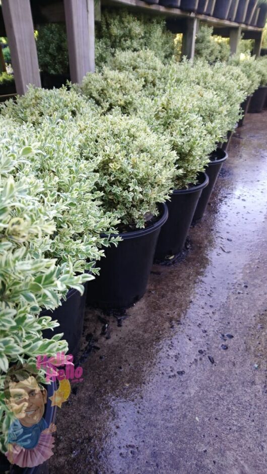 Row of Buxus 'English Box' Variegated Topiary Ball 10" Pot shrubs placed on a wet pavement under a wooden lattice structure.