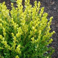 Buxus 'Faulkner' Boxwood - Hello Hello Plants