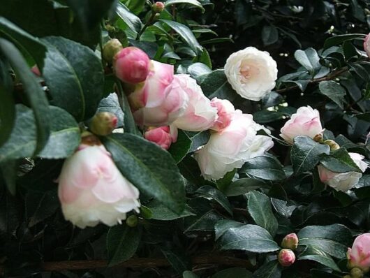 Camellia "Beatrice Emily"