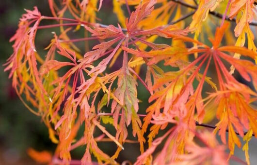 Colorful autumn leaves on an Acer 'Sekimori' Japanese Maple 12" Pot tree.