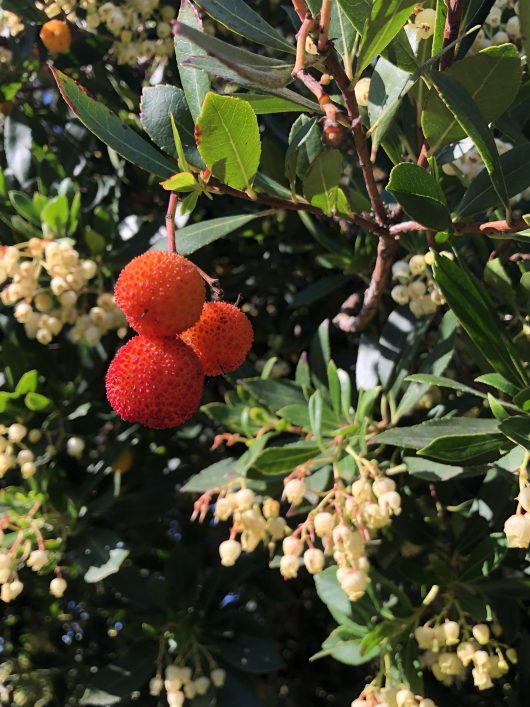 Close-up of a branch from an Arbutus 'Irish Strawberry' Tree, adorned with three red, spiky fruits and green leaves, surrounded by small white flowers.