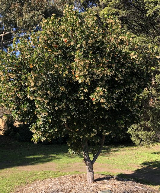 A small Arbutus 'Irish Strawberry' Tree with dense foliage, green leaves, and delicate flowers stands in a park surrounded by grass and larger trees.