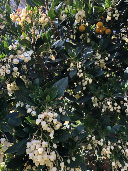 A bush with dense, dark green foliage, clusters of small white flowers, and round, yellow-orange berries; the Arbutus 'Irish Strawberry' Tree is a standout.